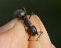 Camponotus vagus